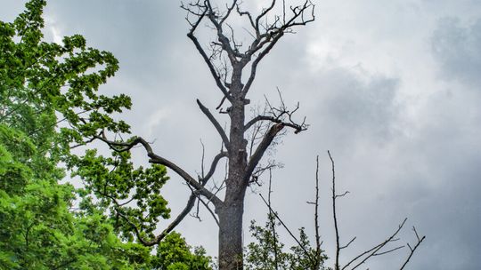 77 drzew bez szans na przeżycie