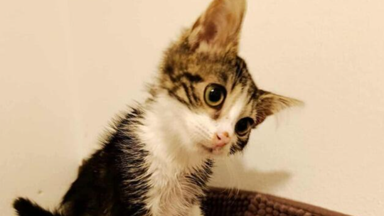 Anaconda walczy o 100 tysięcy złotych. Każda wpłata ma znaczenie Anaconda walczy o 100 tysięcy złotych. Każda wpłata ma znaczenie