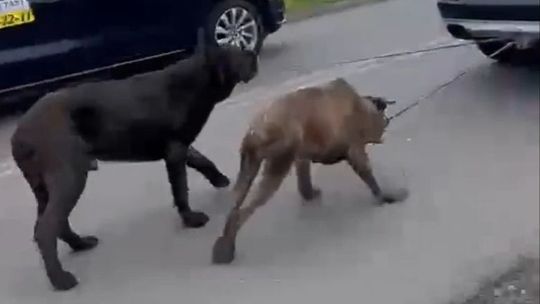 Aż trudno w to uwierzyć. Ciągnął psy za samochodem [WIDEO]