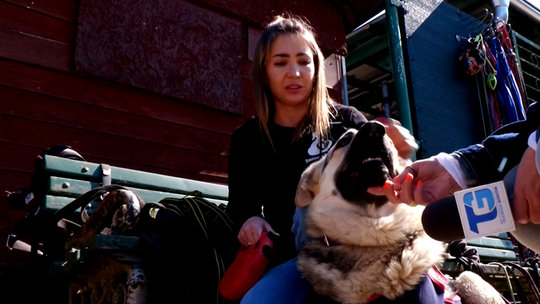 Babeszjoza może zabić psa