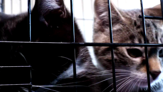 Bezpłatna kastracja i sterylizacja kotów Bezpłatna kastracja i sterylizacja kotów