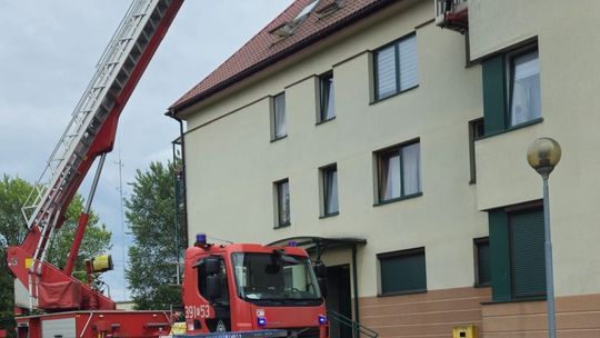 Bohaterska akcja w Słubicach! Policjanci i strażacy ratują małe ptaki