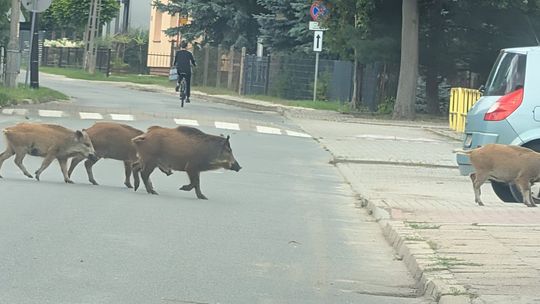 Cała wataha wyszła między domy. Mieszkańcy przecierali oczy ze zdumienia
