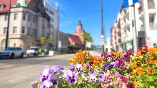 Centrum Gorzowa znów się zazieleni. W marcu ruszają wielkie nasadzenia