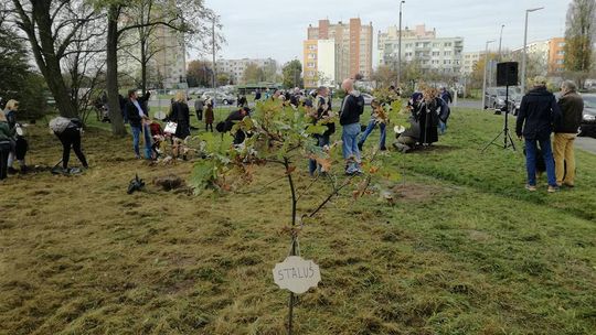 Co stanie się z drzewami przy parku Kopernika, które zostały zasadzone z okazji 70-lecia istnienia Stali Gorzów?