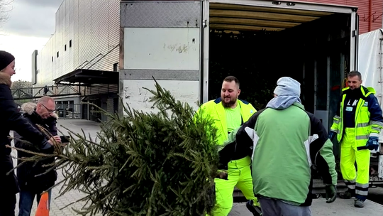 Co zrobić z choinką po świętach? Sprawdź terminy odbioru