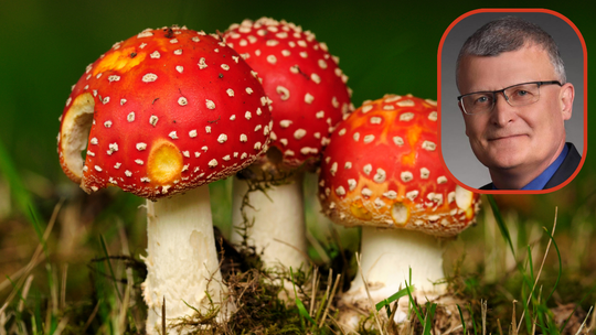 Czerwone muchomory wciąż kuszą. Chętnych na nie nie brakuje