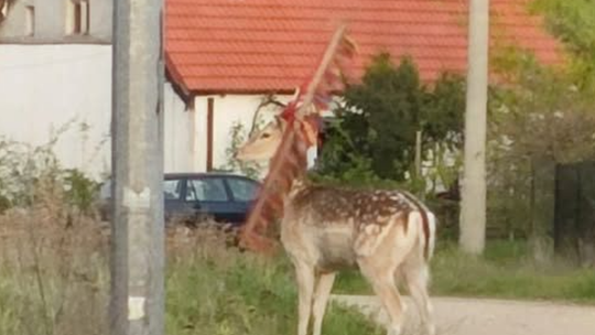 Daniel błąka się z niebezpiecznym przedmiotem w porożu. Służby proszą o pomoc
