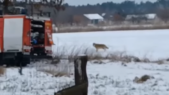 Dzikie spotkanie w okolicach Gorzowa. Wilk przebiegł obok wozu strażackiego