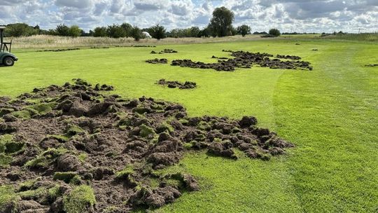 Gorzów. Dzicy intruzi na Polu Golfowym Zawarcie