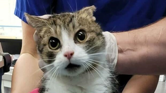 Gorzów: Kot znaleziony w stanie skrajnego wycieńczenia. Trwa walka o jego życie Gorzów: Kot znaleziony w stanie skrajnego wycieńczenia. Trwa walka o jego życie