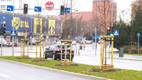 Gorzów staje się zieloną oazą? Ponad 160 nowych drzew na mapie miasta!