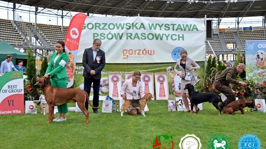 Gorzów. Tego wydarzenia nie może przegapić żaden miłośnik psów!