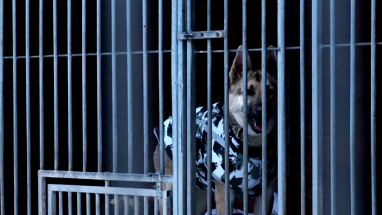 Gorzowianie domagają się zmian. Sprawa schroniska poruszyła wielu