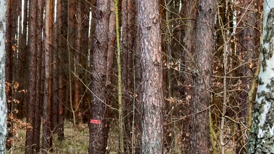 Gorzowska Rada Seniorów zaprasza na wspólne sadzenie drzew