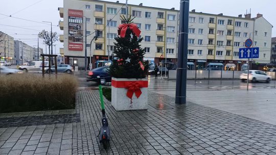 Harmonogram odbioru choinek na terenie Gorzowa i okolicznych miejscowości