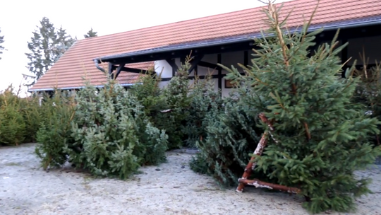 Harmonogram odbioru choinek na terenie Gorzowa i okolicznych miejscowości