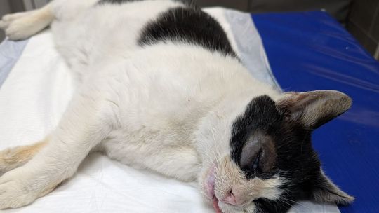 Kazimierka cudem przeżyła – teraz walczy o zdrowie i dom