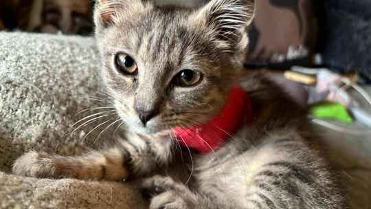 Kotek Łapka walczy o życie. Potrzebna jest pomoc