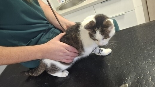 Kotka po 10 latach na ulicy znalazła schronienie. Teraz walczy o życie