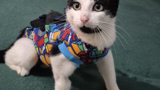 Leo – kot, który czołgał się o życie. Teraz potrzebuje naszej pomocy Leo – kot, który czołgał się o życie. Teraz potrzebuje naszej pomocy