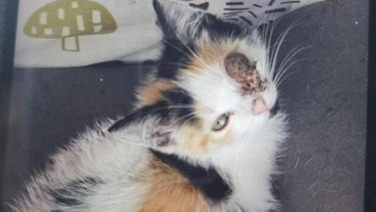 Malutki kociak walczy o życie. OTOZ Animals prosi o pomoc