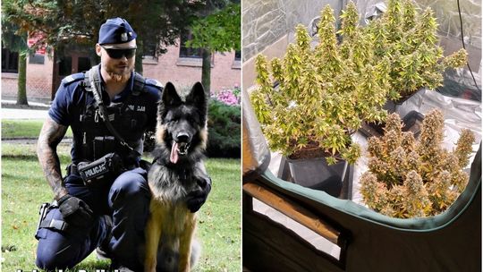 Marihuana i grzyby halucynogenne. Interwencja zakończona zarzutami