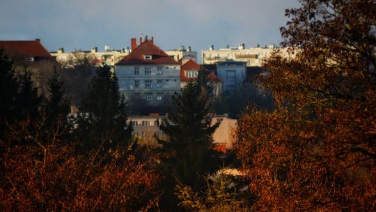 Martwe i niebezpieczne drzewa znikną z miasta. Trwa postępowanie przetargowe