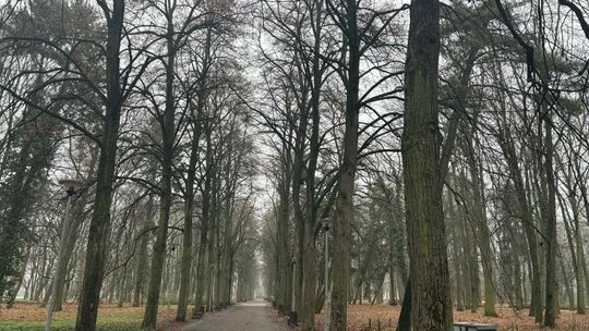 Martwe i niebezpieczne drzewa znikną z miasta. Trwa postępowanie przetargowe