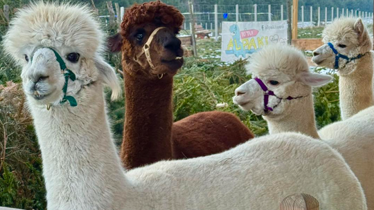 Masz żywą choinkę? W Gorzowie możesz ją oddać… alpakom