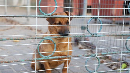 Miasto odpowiedziało w sprawie Azorków. Jest plan, ale na zmiany trzeba poczekać