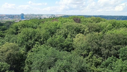 Miasto się zazieleni. Ambitny plan nasadzeń drzew