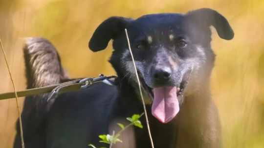 Mieszkańcy Gorzowa alarmują! Bezdomność zwierząt wzrasta