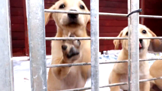 Mieszkańcy Gorzowa żądają decyzji w sprawie schroniska