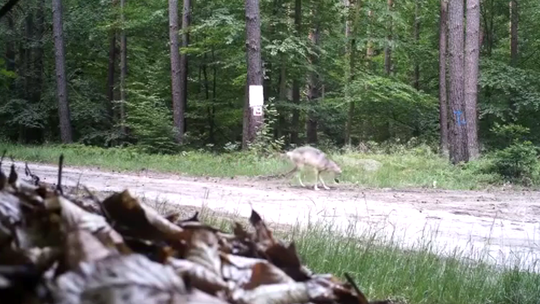 Mieszkaniec ostrzega przed możliwym zagrożeniem Mieszkaniec ostrzega przed możliwym zagrożeniem