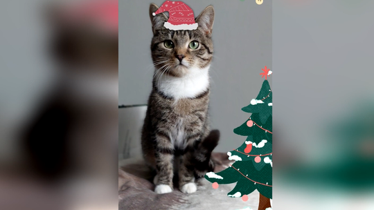 Mikołaj dla OTOZ Animals