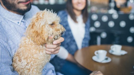 Na kolację z pupilem? Sanepid nie mówi nie