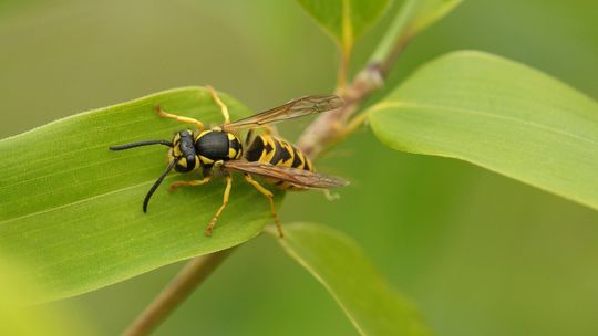 Nie tylko alergicy powinni uważać na osy. Jakie grozi nam niebezpieczeństwo?