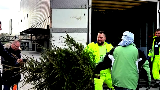 Nie wyrzucaj choinki – nakarm alpakę!