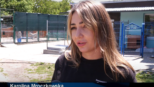 Nie zostawiaj psa na pastwę losu. Azyl z Gorzowa apeluje: pies to nie rzecz, którą można porzucić na czas wakacji