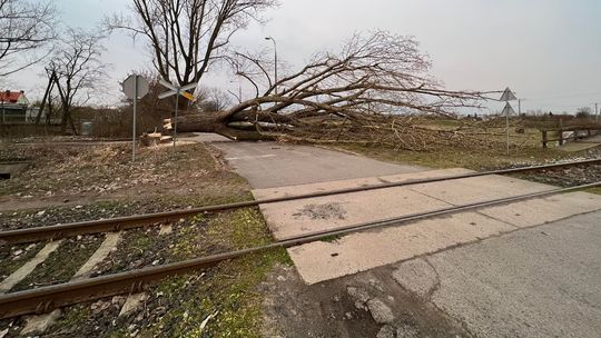 Ogromne drzewo blokowało drogę