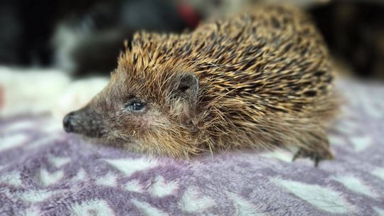 OTOZ Animals Gorzów apeluje o pomoc. Jeże walczą o życie!