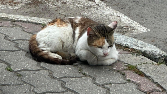 OTOZ Animals Gorzów Wlkp. ratuje kotkę z zapaleniem macicy!