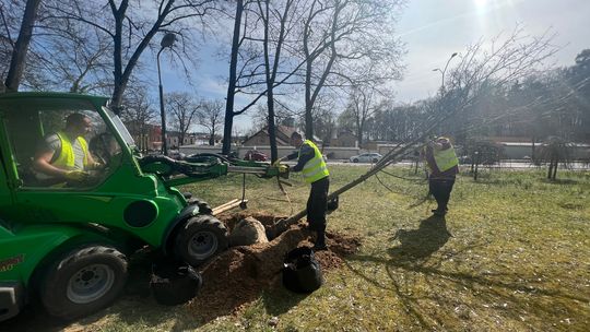 Piękna wiosenna aura to idealny czas dla nasadzeń nowych drzew