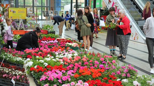 Piękne kwiaty i krzewy na Festiwalu Zieleni w Askanie