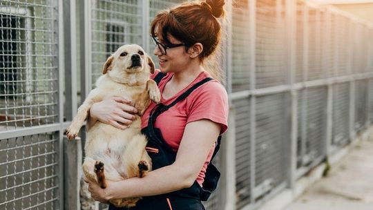 Pieniądze w zamian za adopcję psa. Gmina płaci becikowe