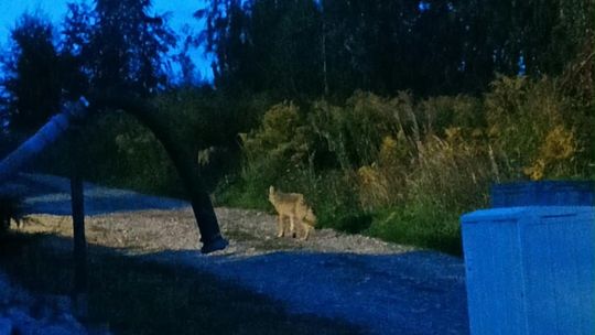 Pilne ostrzeżenie dla mieszkańców pod Gorzowem. Lepiej uważać podczas spacerów