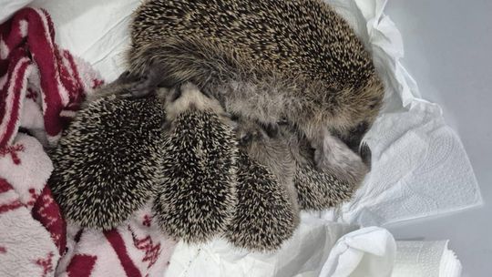 Pomóż jeżom z Gorzowa – uratujmy „jeżową rodzinę”