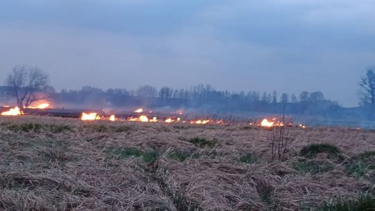 Pożar traw i trzcin. Interweniowała straż pożarna