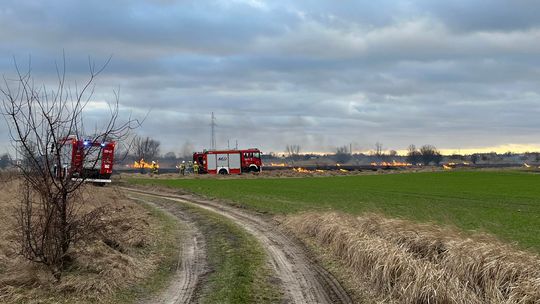 Pożar trwa nad Wartą w pobliżu podgorzowskiej miejscowości